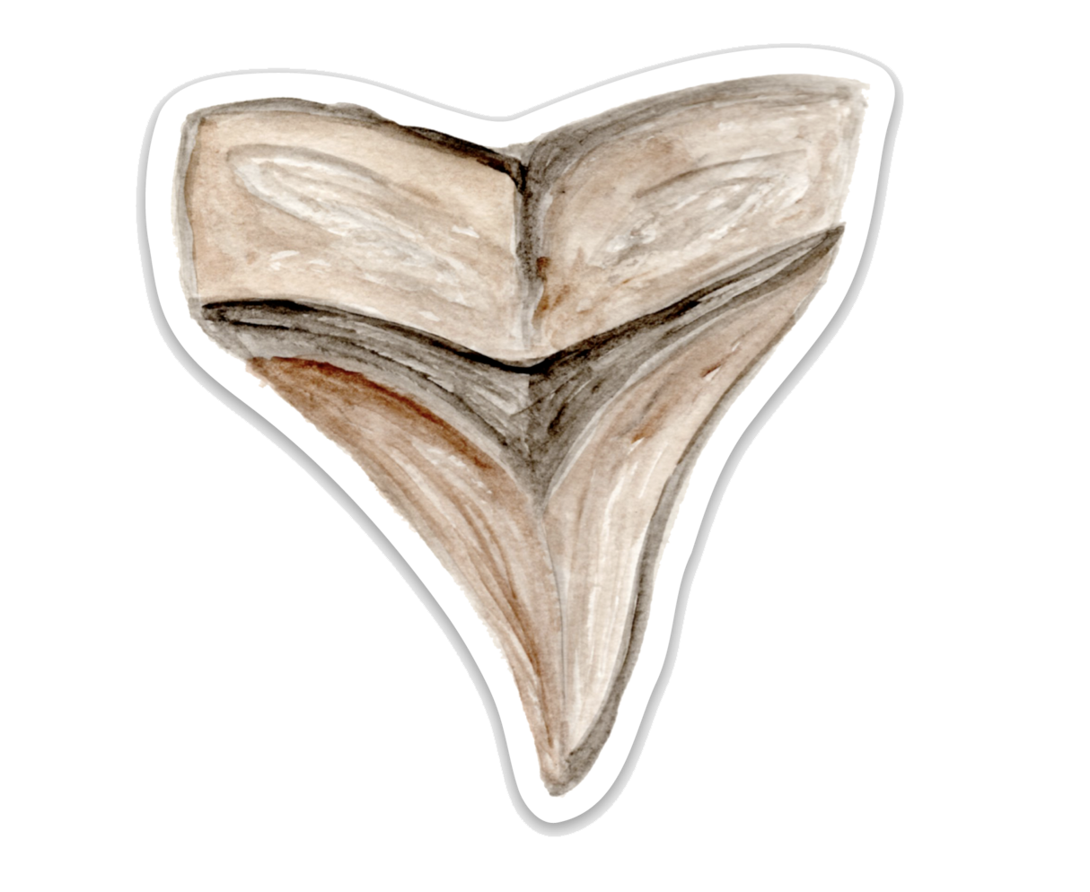 Shark Tooth Sticker